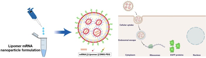 The lipomer is combined with mRNA and DMG-PEG to form mRNA-carrying nanoparticles (NPs)