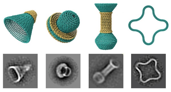 No bigger than a virus, each of these nanostructures was built using software that lets researchers design objects out of concentric rings of DNA