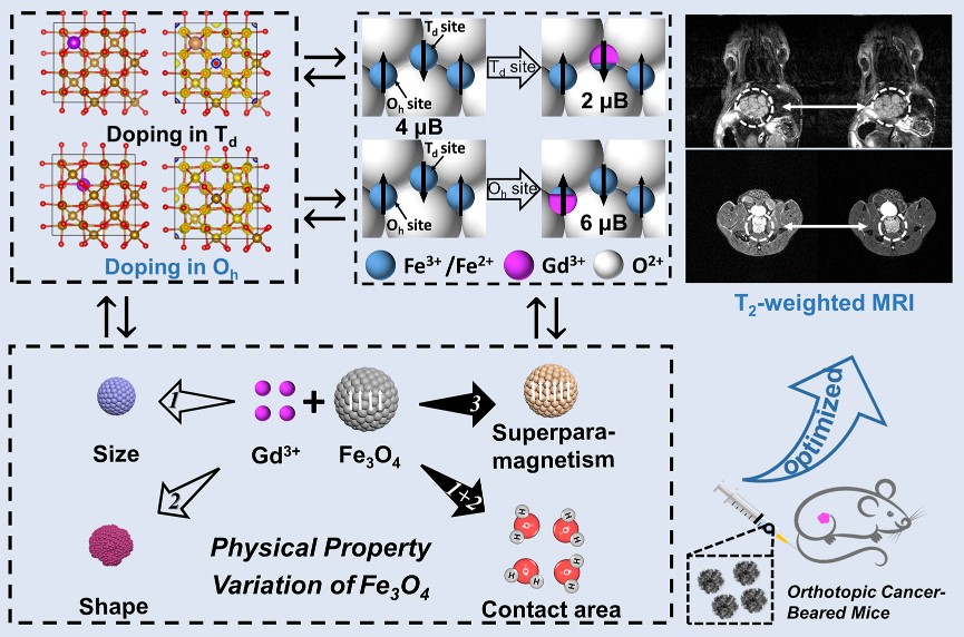 mechanism of Gd doping-enhanced T2 relaxation rate of Fe3O4 nanocluster