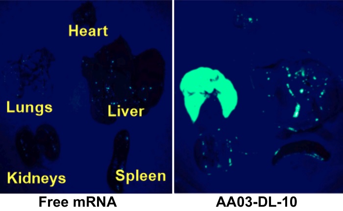 Free mRNA did not target any organ (left), while NPs containing lipomer AA03-DL-10 specifically transported mRNA encoding EGFP to the lungs and produced green fluorescent proteins, eight hours after intravenous administration into mice