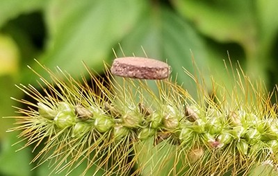 A copper-based foam filter that could someday be used in facemasks or air cleaners sits on the bristles of a plant, illustrating its light-weight nature.