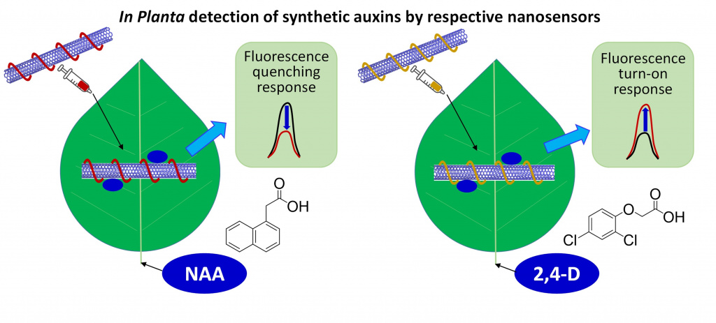 Illustration of novel in planta CoPhMoRe nanosensors for detection of synthetic auxin plant hormones, NAA and 2,4-D