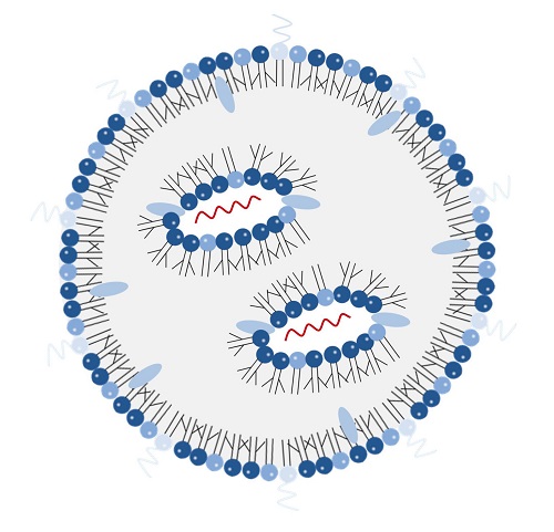 A cross-section of an LNP-RNA. The mRNA (red) is encapsulated by lipids (blue spheres with tails).