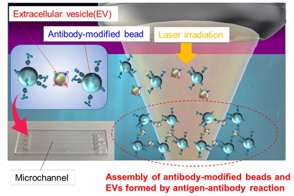 Schematic diagram of light-induced assembly of extracellular vesicles (EV)