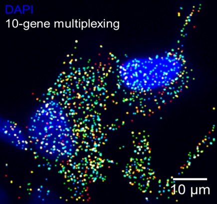 Expression level of 10 genes was quantified simultaneously in response to cellular exposure to lithium cobalt oxide nanoparticles