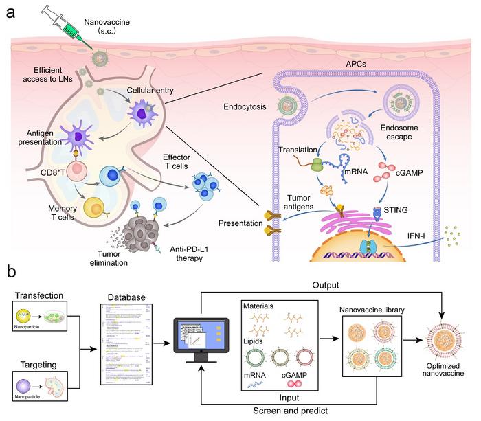 (a) Anionic Lipo-ORG enabled effective access to lymphatics and high accumulation in lymph nodes. Effective cellular entry and endosome escape of mRNA and cGAMP was achieved in DCs and potentiated antigen presentation to T cells. Tumor antigens were presented after the release of mRNA. cGAMP activated STING pathway to trigger IFN-I, which amplified the innate and adaptive immune responses. T cell inflammation and immune memory effect were initiated for tumor elimination, which was further improved when combined with anti-PD-L1 therapy. (b) A brief outlook upon further optimization of nanovaccines for lymph node targeting and efficient delivery through machine learning techniques.