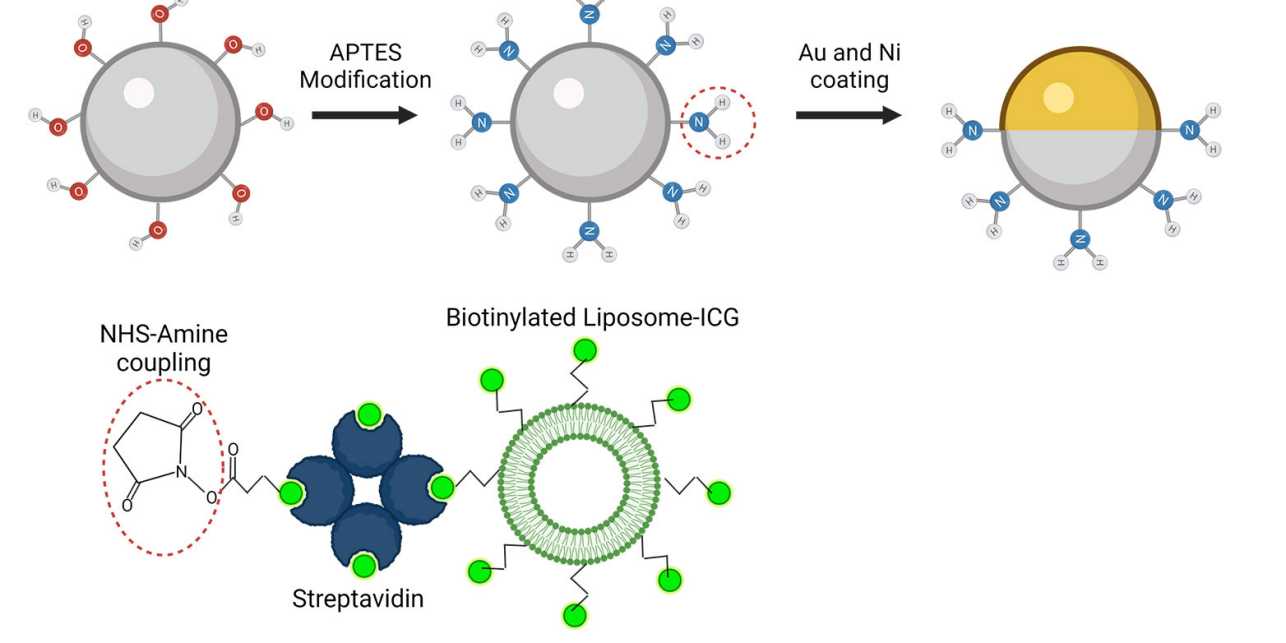 The spherical microrobots consist of silica-based particles and have been coated half with nickel (Ni) and half with gold (Au) and loaded with green-dyed nanobubbles (liposomes)