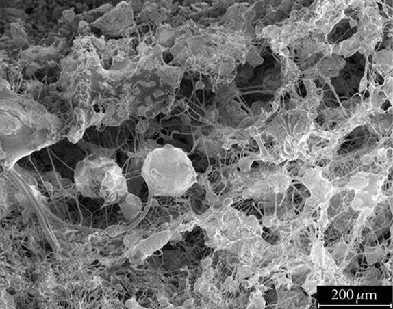 Cross-section view of electrospun tubes