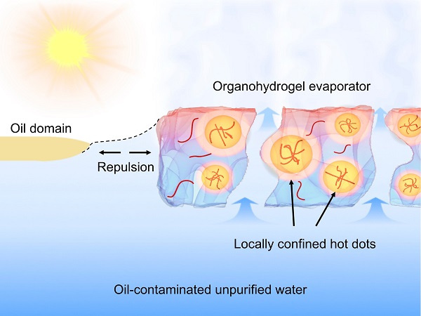 We propose an organogel-hydrogel compositing strategy for optimizing comprehensive performances of solar-driven evaporators in practical oil-polluted water purification