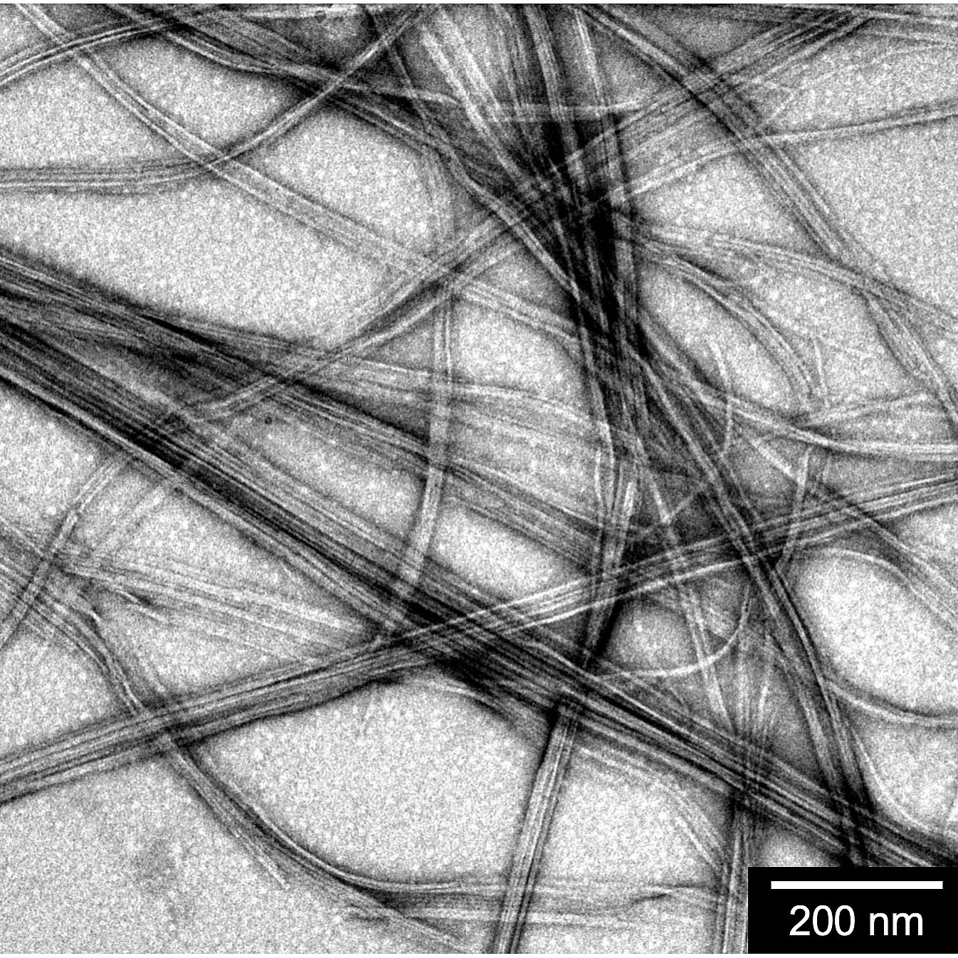 These are the first nanofibers that formed when Ty Christoff-Tempesta hit on a molecule design that self-assembles into a stable nanomaterial with high surface area