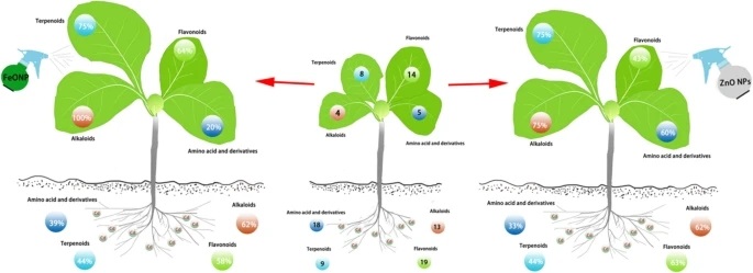 Fe3O4 and ZnO nanoparticles alleviate cadmium toxicity in tobacco