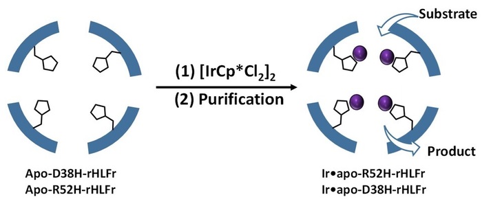 Figure 1. A schematic representation of enhanced iridium complex (IrCp*) uptake by the ferritin bio-nanocage