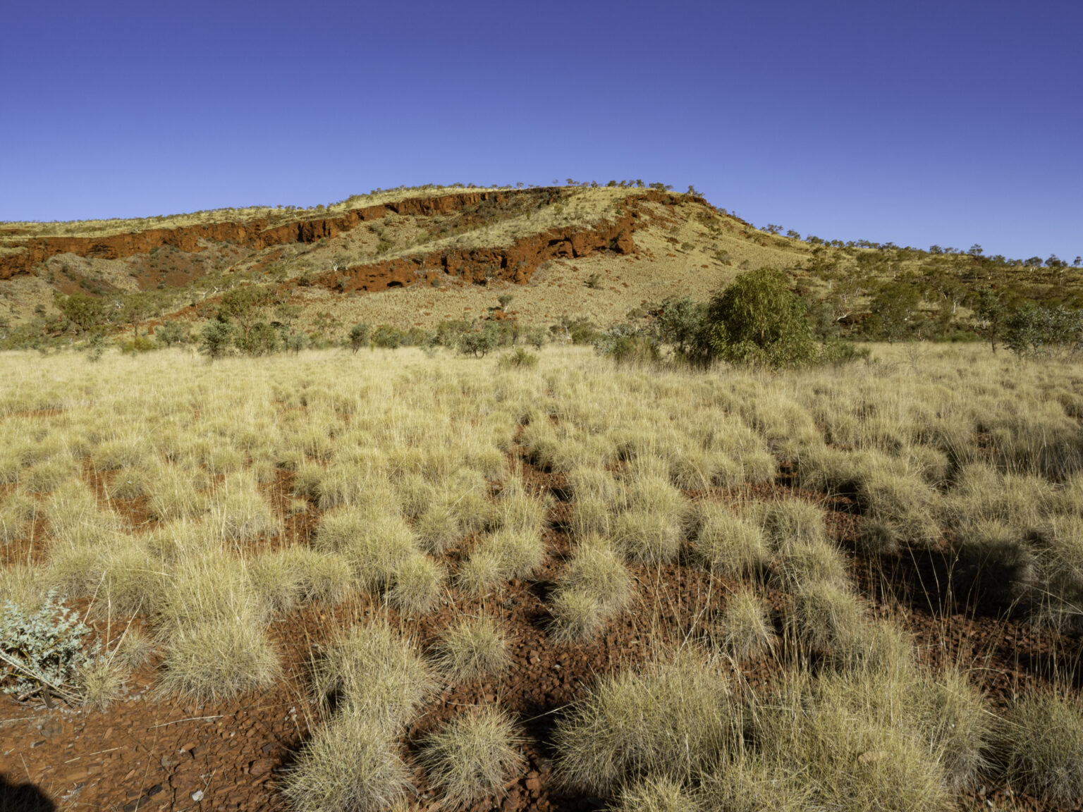 Spinifex Crops