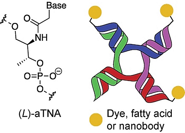 Researchers at Aarhus University have found a way to create more stable nanostructures that can bind and assemble biomolecules with different functions, which in combination e.g., can provide more effective cancer medicine