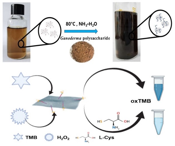 Schematic diagram of the preparation of graphene-based nanozymes and the detection of L-cysteine