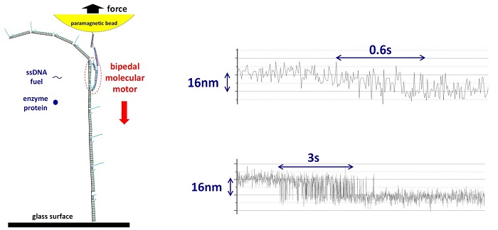 Figure shows the magnetic tweezers setup for the force detection of a single molecular motor (left) and two recorded trajectories showing the motor’s fast stepwise motion (right)