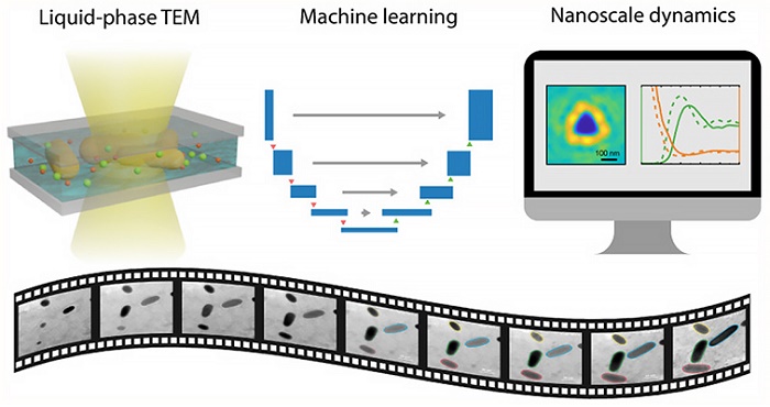 The schematic shows a simplified version of the steps taken by researchers to connect liquid-phase electron microscopy and machine learning