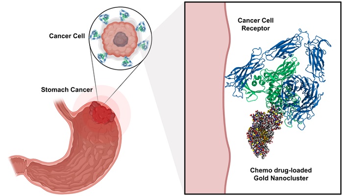 Targeted and chemo drug-loaded gold nanoclusters can recognize and bind to tumor-specific receptors found on the surface of cancer cells