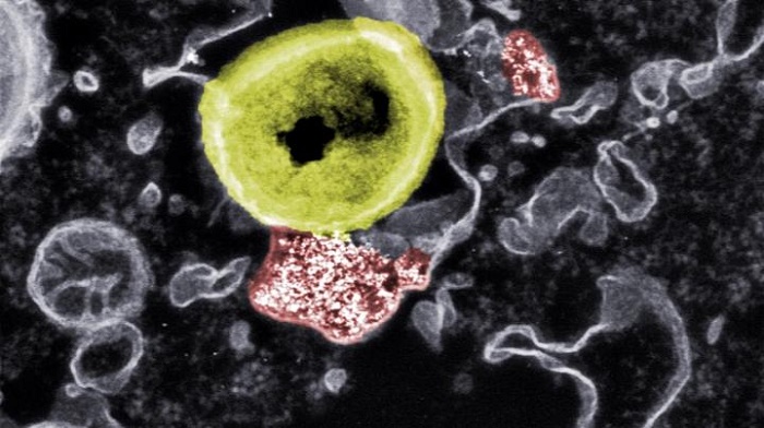 Deadly contact: Researchers at Empa and ETH have developed nanoparticles (red) that can kill resistant bacteria (yellow)