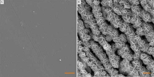 Scanning electron micrographs of the (A) smooth and (B) etched aluminum  control