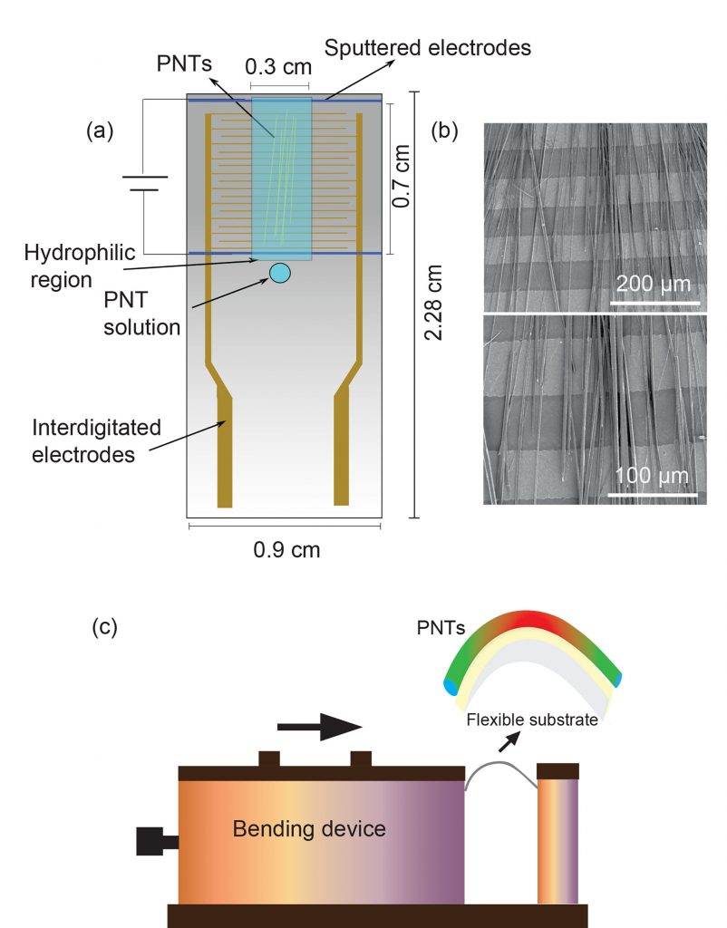 Optical (a-c) and lateral piezoresponse force microscopy (LPFM) phase images (d-f) of the peptide nanotubes on interlocking electrode substrates