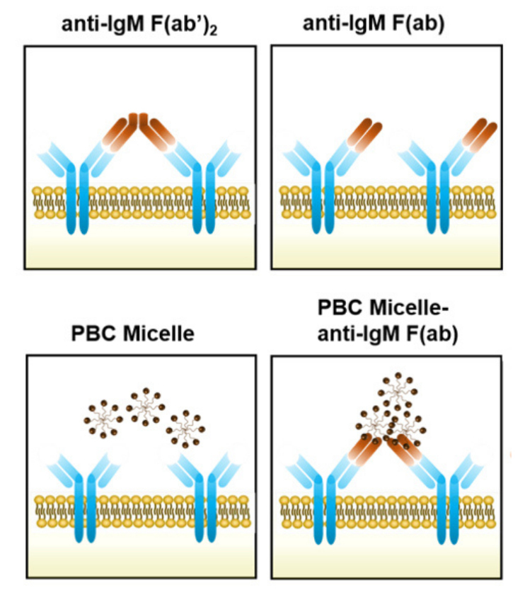 This illustration shows how a nanomaterial links with receptors on the immune system's B cells and helps them initiate antibody production