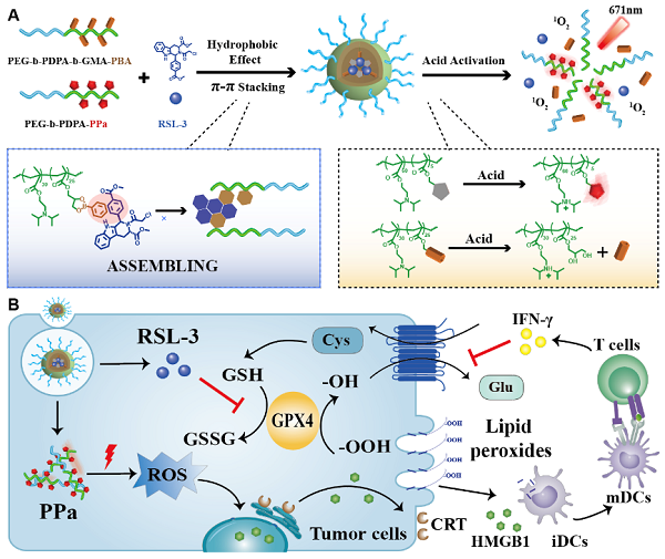 schematic of acid-activated nanoparticles for inducing ferroptosis of tumor cells and enhancing antitumor immunotherapy