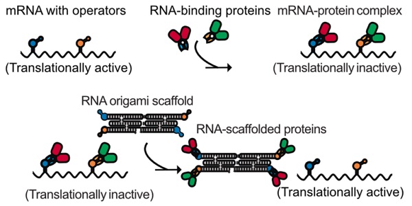An mRNA with operators is inhibited by the proteins they express. RNA origami molecules serve as sponges that bind the proteins and make the mRNAs translationally active again.