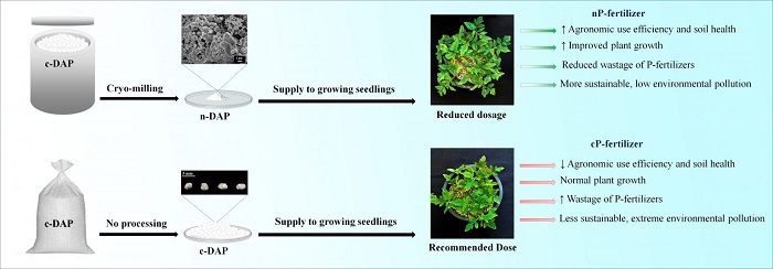 Scheme representing cryo-milling method for the development of nano-diammonium phosphate (nano-DAP) fertilizer with enhanced agronomic use efficiency