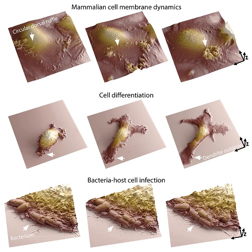 The team's new microscopy imaging technique allows scientists to watch a range of cellular processes