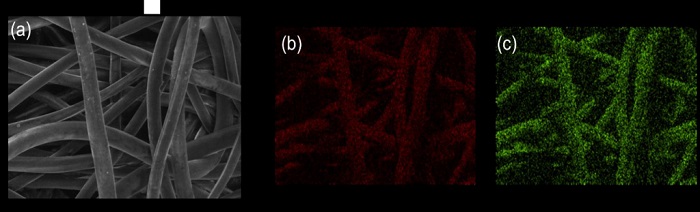 EDS mapping of the GO-coated sample (a) shows the electron image while (b) and (c) shows EDS mapping with the presence of Carbon and Oxygen, respectively.