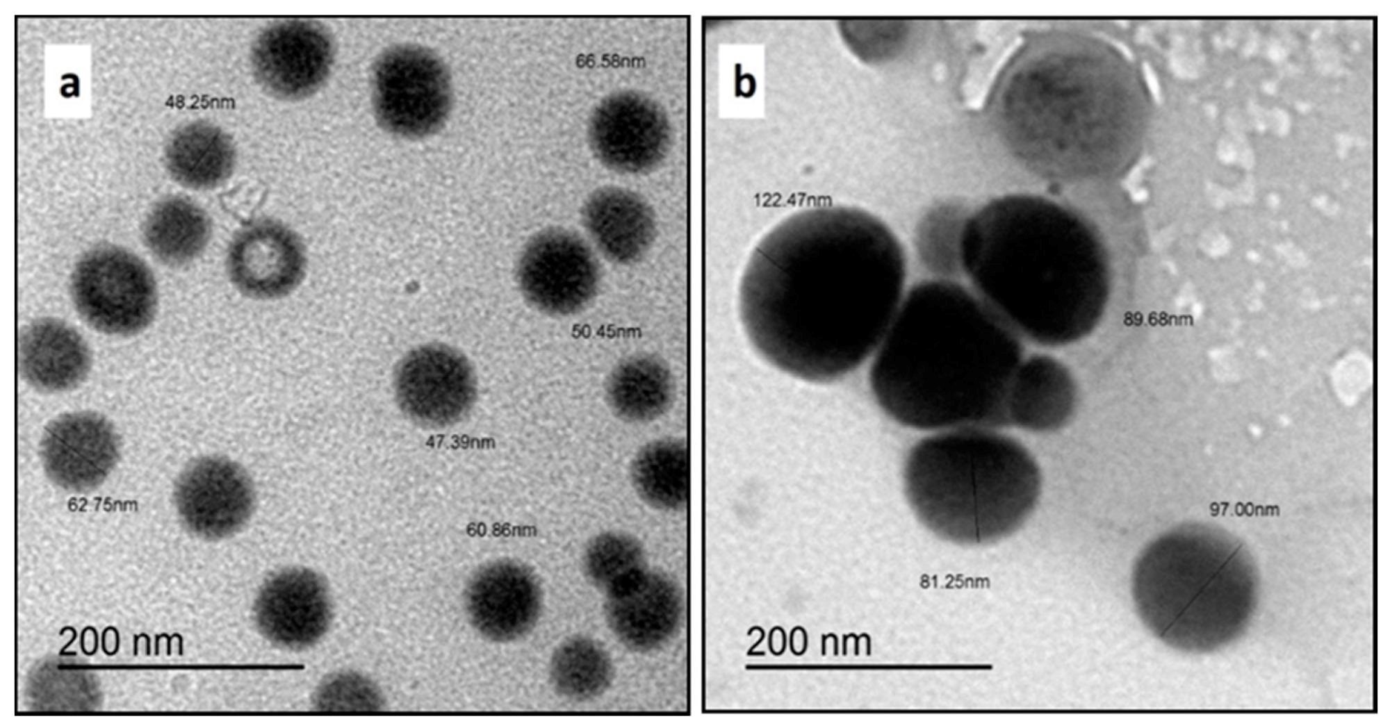 TEM micrographs of SeNPs prepared at different concentrations of (a) 25 mM and (b) 50 mM.