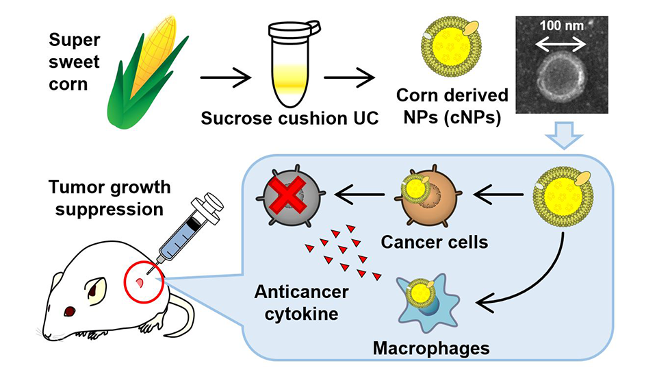 An A-maize-ing Anticancer Therapeutic from Corn Plants