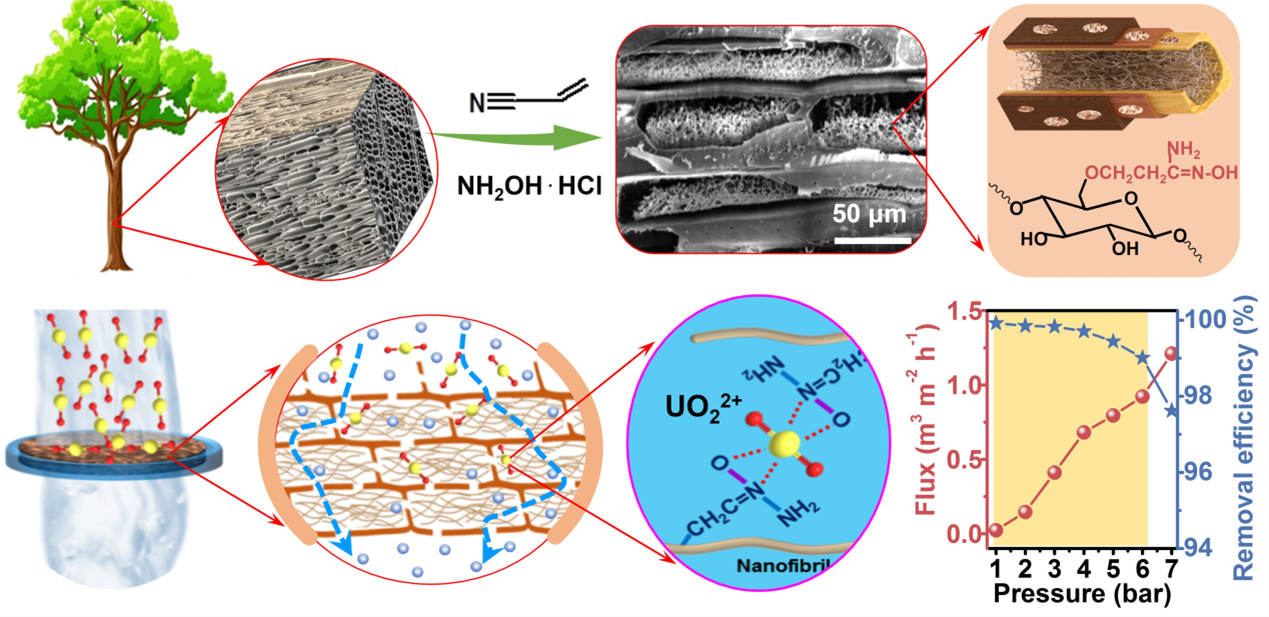 Encapsulating amidoximated nanofibrous aerogels within wood cell tracheids for efficient adsorption of uranium ions through cascading filtration.
