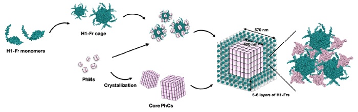In-cell assembly process of H1-Fr/PhC. This diagram shows how H1-Fr monomers and polyhedrin monomers (PhMs) combine to spontaneously form a complex core–shell structure inside the E. coli bacteria.