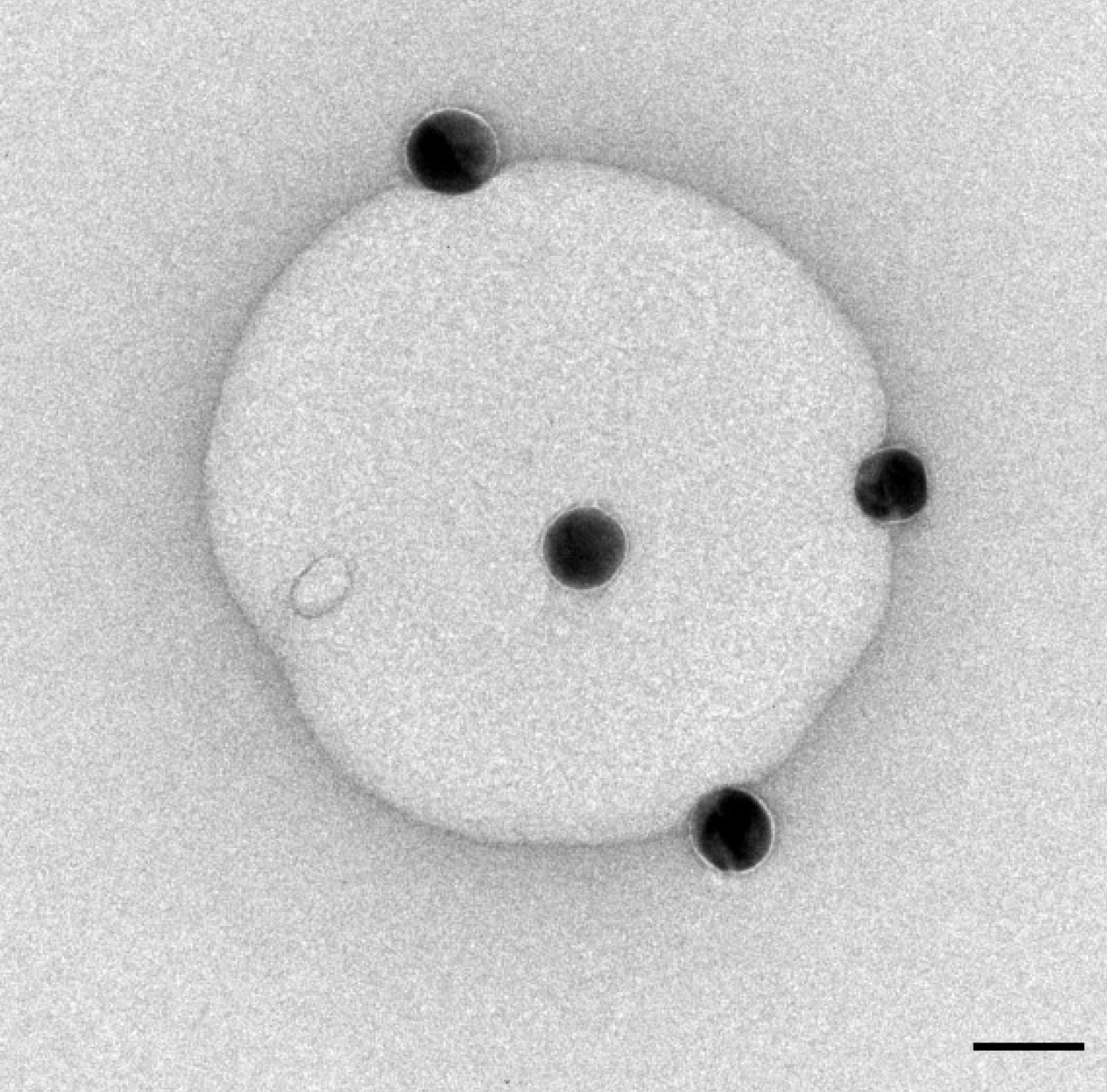nanoparticles affect biological membranes