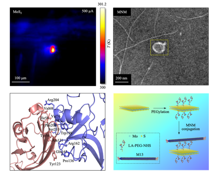 Top left, Thermograph of the sample upon application of electrical signal; Top right, Transmission electron microscopy image of MNM; Bottom left, Binding interface of the virus-cancer cell protein structure; Bottom right, Schematic diagram of the composition and process used to construct the MNM.