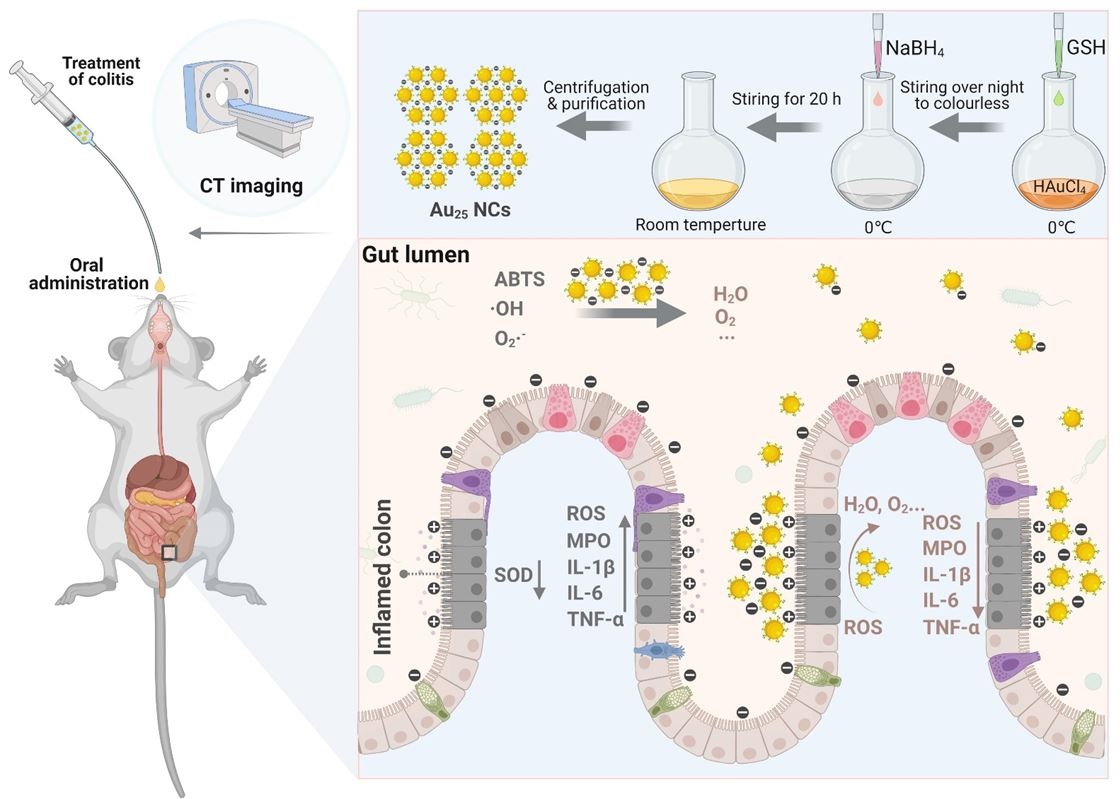 Synthesis of Au25 nanoclusters and the treatment process for colitis in mice