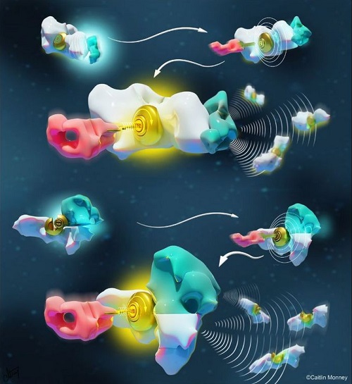 The illustration depicts two chemical languages at the basis of molecular communication