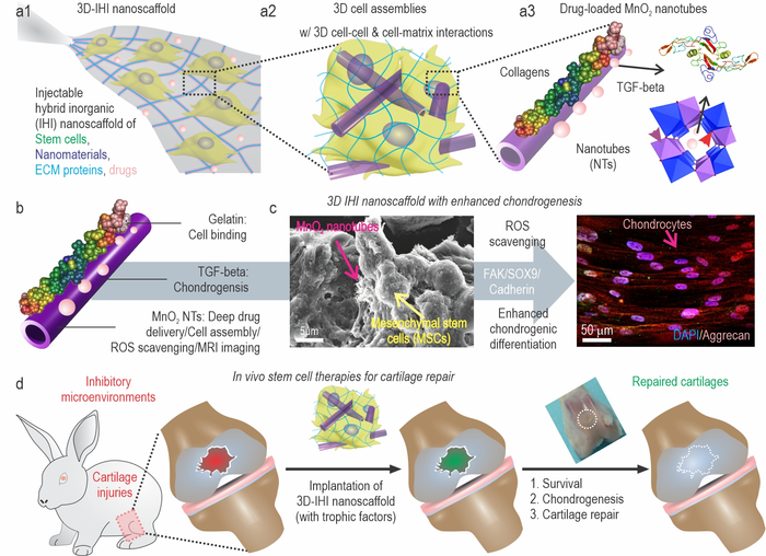 A schematic illustration of 3D TGFβ-BMSC-IHI nanoscaffold