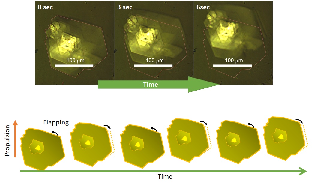 A series of light micrographs showing the movement of one of the synthesized microrobots in this study