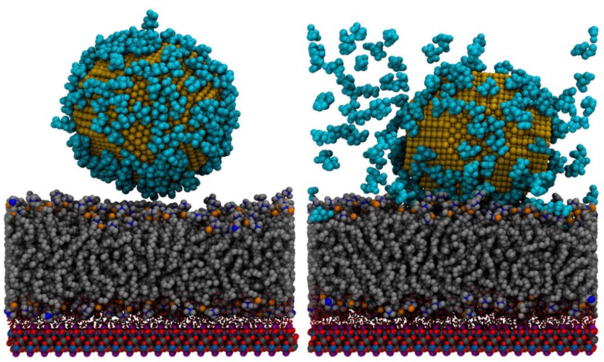 A computer simulation of molecular activity reveals how a therapeutic gold nanoparticle interacts with a synthetic cell membrane