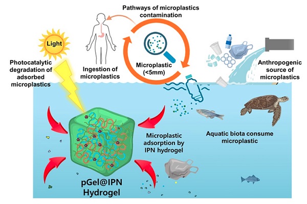 Addressing microplastic contamination in water with engineered 3D pGel@IPN hydrogel.