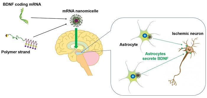 Brain-derived neurotrophic factor mRNA therapeutics for ischemic neuronal death using polyplex nanomicelle