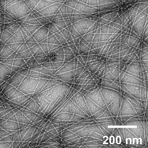 An image of self-assembled peptide nanofibers