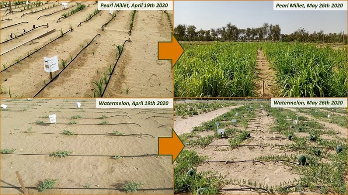 Before and after photos of the crops in Dubai