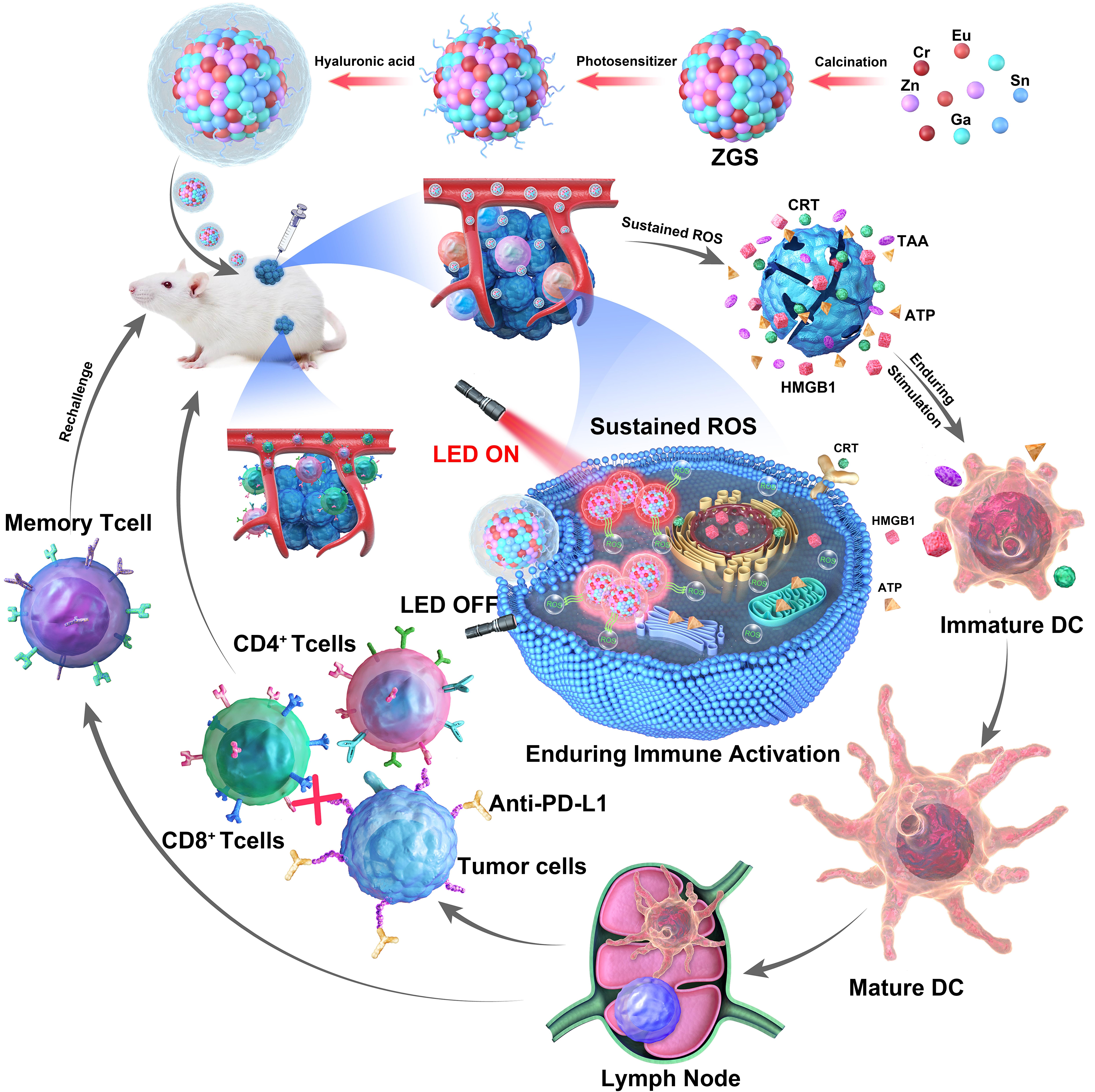Schematic illustration of the preparation of ZGS-Si-Pc@HA and its immunotherapeutic effects