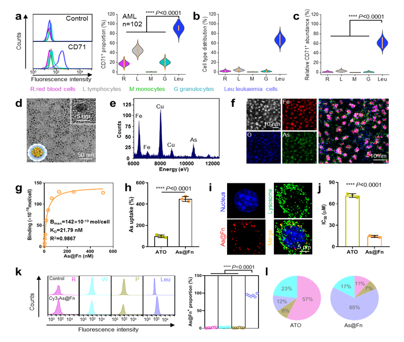 CD71 expression on leukemia cells, As@Fn construction and targeting ability analysis