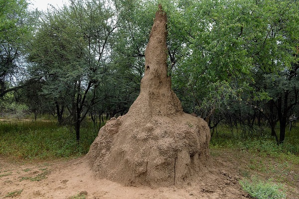 A termite mound seen in Gaborone Game Reserve. Termites are known to build mounds as tall as 30 feet.