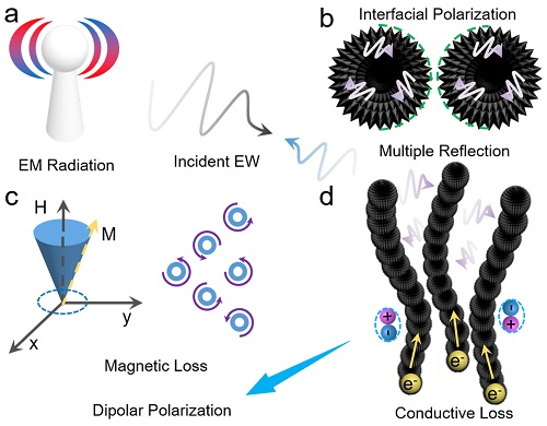 Schematic illustration of EW attenuation mechanisms of 9T-PNNW samples